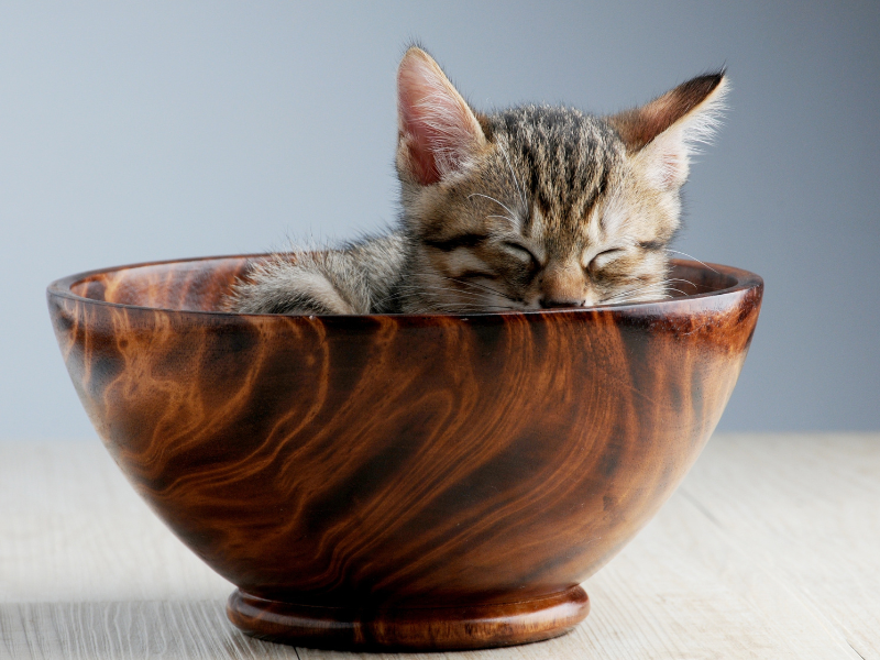 Kitten asleep in a bowl